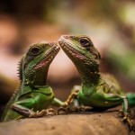 Kaksi vihreää liskoa