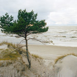 Yksinäinen mänty Palangan rannalla