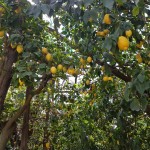 Sitruunapuita Amalfin alueella