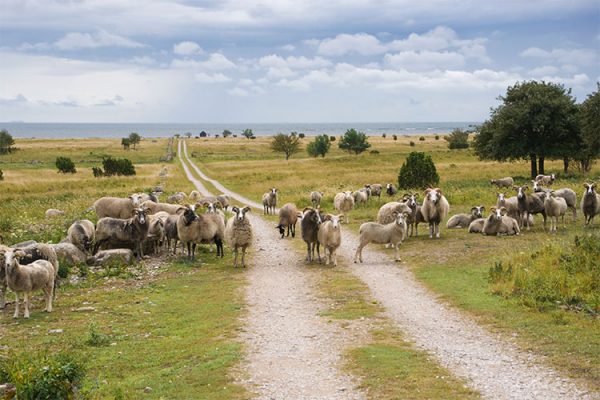 Vuokrapyörällä Gotlanti tutuksi