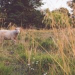 Lammas Kihnun saarella