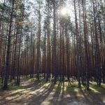 Lahemaan kansallispuiston metsämaisema