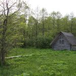 Puumökki Matsalun kansallispuistossa