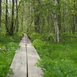 Pitkospuut Matsalun kansallispuistossa