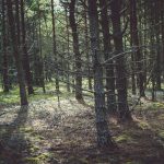 Metsää Matsalun kansallispuistossa