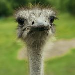 Strutsi Muhun strutsitilalla