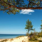 Mäntyjä ja rantaa Palangassa