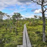 Lahemaan kansallispuisto pitkospuut