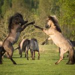 Papen luonnonpuiston villihevosia