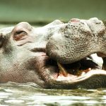 Virtahepo Berliinin eläintarhassa.