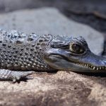 Münchenin Sealifessa krokotiili