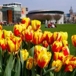 Punakeltaisia tulppaaneja kansallismuseon viereisessä puistossa