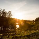 Murimäen viiniviljelykset