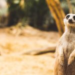 Schönbrunnin eläintarha