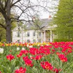 Kirnan kartanon päärakennus, etualalla tulppaaniketo