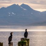 Lintuja istumassa meren äärellä puupölkkyjen päällä