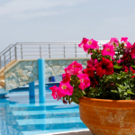 Päiväkuvaa altaasta ja kukasta