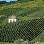 Mosel joen viiniviljelmiä