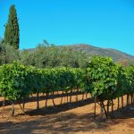 Näkymä kreetalaiselta viinitilalta