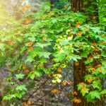 Lukuisia perhosia lepattaa vehreän puunoksan ympärillä.