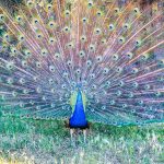 Riikinkukko pyrstö levitettynä.