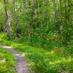 Polko vehreässä metsässä.