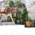 Aasi laskeutuu valkoisia portaita viherkasviruukkujen vieressä kirkkaana päivänä.