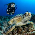 Merikilpikonna lähikuvassa korallista meren pohjaa vasten, taustalla nuori nainen sukellusvarusteissa katsoo kameraan.