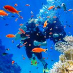 Kaksi ihmistä sukellusvarusteissa veden alla korallien keskellä, edustalla paljon oransseja kaloja.