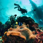 Meren pohjasta otettu kuva pintaa kohti. Kuvassa kolme sukeltajaa, koralleja sekä pieniä kaloja.