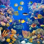 Värikkäitä kaloja ja koralleja.