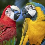Kaksi värikästä papukaijaa katsoo toisiaan nokat vastakkain.