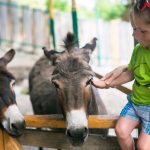 Kaksi aasia aitauksessa, pieni lapsi istuu äidin tukemana aidalla ja silittää toista.