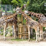 Neljä kirahvia syömässä.