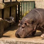 Virtahepo tutkii tasanteella olevia ruoan tähteitä.