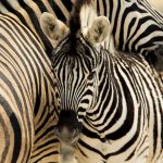 Lähikuva seepravarsasta emonsa vierellä.