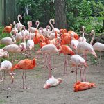 Flamingoja kokoontuneena yhteen.