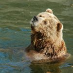 Karhu katsoo ylöspäin vesialtaassa.