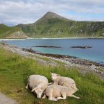 Lampaat Lofoottien rannalla