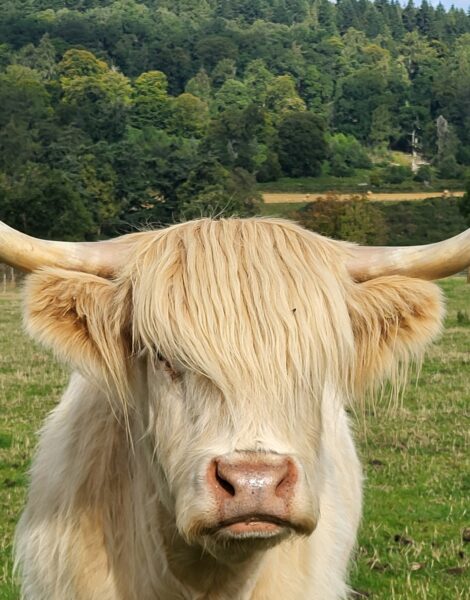 Suloiset Highland Coot