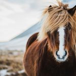 Ruskea islanninhevonen, jolla valkoinen läsi ja tuuhea harja katsoo kameraan Islannin talvisissa maisemissa.