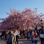 Kirsikkapuiden kukinta Tukholmassa keväälä