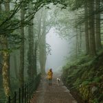 nainen ja koira polulla keskellä metsää Fløyenilla Bergenissä