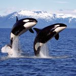 Kaksi miekkavalasta hyppää merestä.