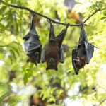 Neljä lepakkoa riippuu ylösalaisin puun oksalla.