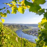 Moselin laakso ja joki Viiniköynöksen takaa kuvattuna