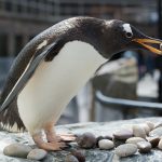 Pingviini kivi suussa Bergenin akvaariossa