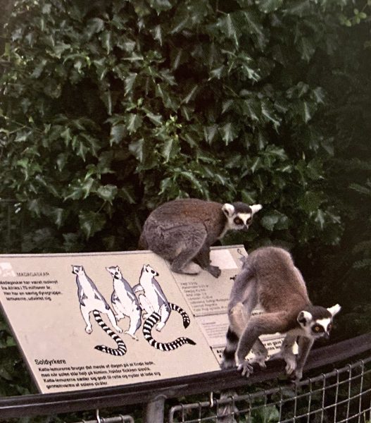 Kööpenhaminan eläintarha