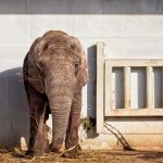 Elefantti Tallinnan eläintarhassa.