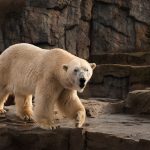 Jääkarhu eläintarhassa.